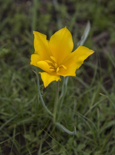 Tulipa kolpakowskiana